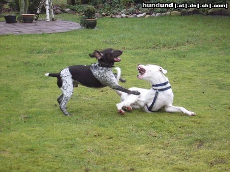 Dogo Argentino Hunde Foto 18158 in höherer Auflösung ansehen Dogo Argentino Spielvergnügen mit 22 Monaten (Rüde)