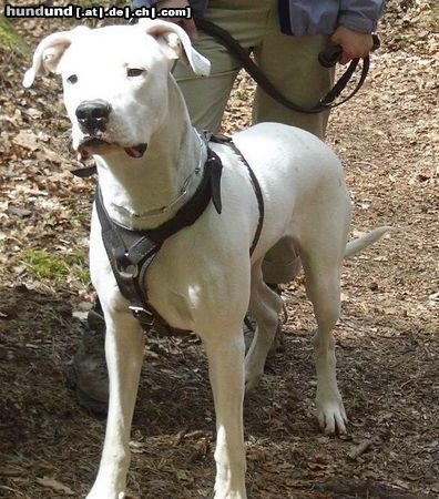 Dogo Argentino Hunde Foto 25067 in höherer Auflösung ansehen Dogo Argentino Jagdsequenz