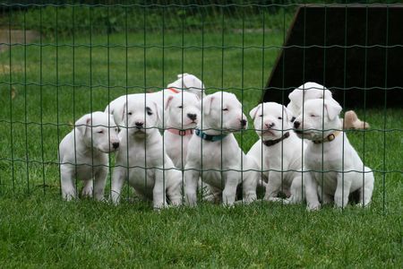 Dogo Argentino Dogo Argentino Pups 