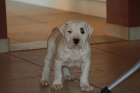 Dogo Argentino Dogo Argentino Pups 