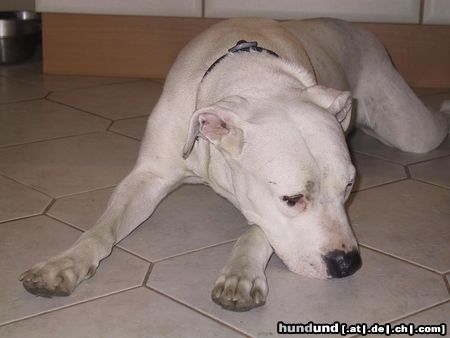 Dogo Argentino Hunde Foto 3962 Dogo Argentino jenny