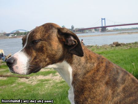 Dogo Argentino Hunde Foto 12898 Dogo Argentino Dogomix auf Futtersuche