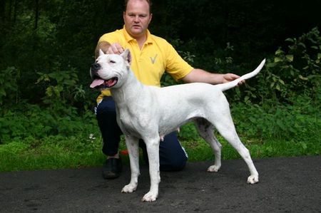 Dogo Argentino Hunde Foto 26876 in höherer Auflösung ansehen Dogo Argentino Dogo Argentino Kennel De La Belleza Blanca