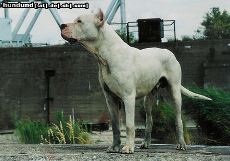 Dogo Argentino Hunde Foto 17204 Dogo Argentino My Dream : NIX