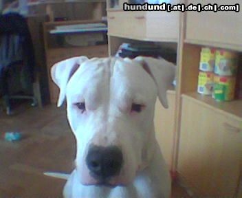 Dogo Argentino Hunde Foto 10021 Dogo Argentino Das ist unsrer Süßer Oreon,er ist jetzt 1 jahr und 3 mon.