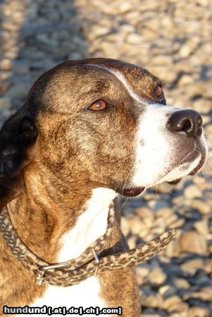 Dogo Argentino Stitch beim Sonnen 