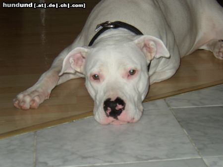 Dogo Argentino Hunde Foto 3200 Dogo Argentino
