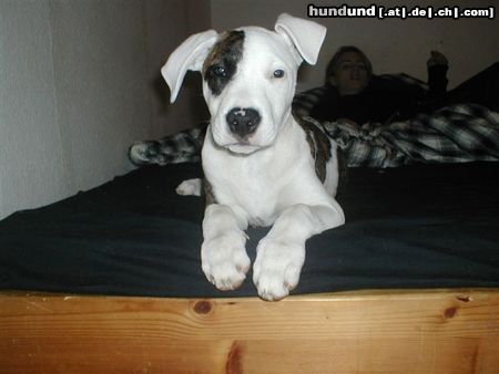 Dogo Argentino Hunde Foto 6894 Dogo Argentino