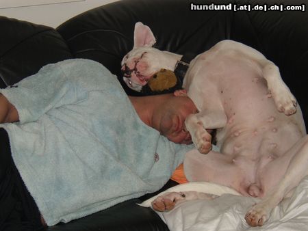 Dogo Argentino Hunde Foto 2845 Dogo Argentino lazy sunday