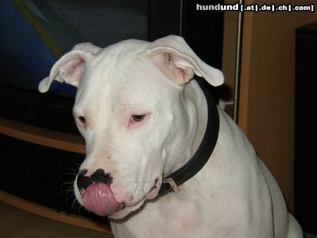 Dogo Argentino Hunde Foto 3199 Dogo Argentino Hmmm ...Katze war lecker.....