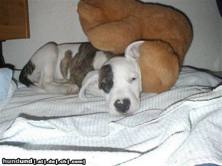 Dogo Argentino Hunde Foto 5770 Dogo Argentino ich bin müde