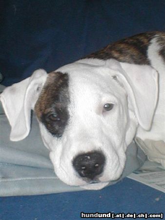 Dogo Argentino Hunde Foto 6899 Dogo Argentino