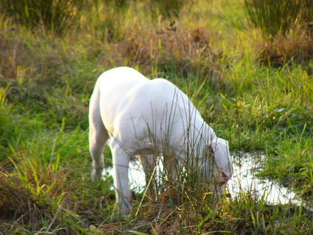 Dogo Argentino Hunde Foto 37016 in höherer Auflösung ansehen Dogo Argentino dessa beim fischen