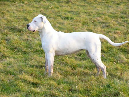 Dogo Argentino Hunde Foto 37017 in höherer Auflösung ansehen Dogo Argentino dessa 28 wochen