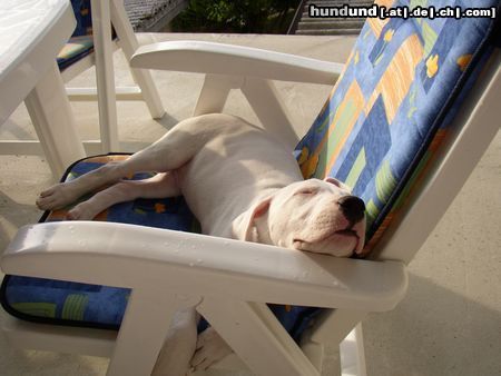Dogo Argentino Hunde Foto 12304 Dogo Argentino Ares bei seinem Mittagsschlaf