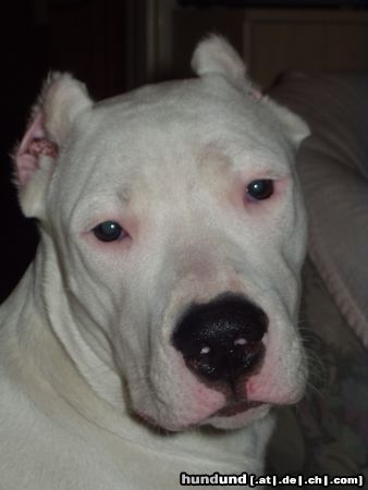 Dogo Argentino Hunde Foto 2955 Dogo Argentino