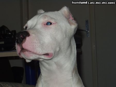 Dogo Argentino Hunde Foto 18401 in höherer Auflösung ansehen Dogo Argentino Immer wachsam!