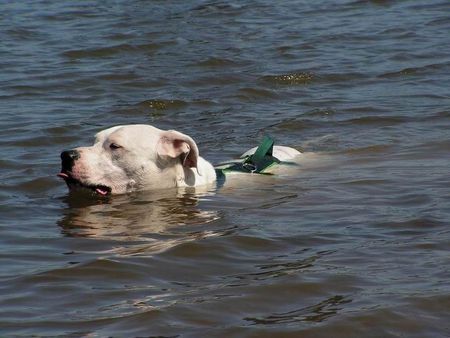 Dogo Argentino Hunde Foto 32986 in höherer Auflösung ansehen Dogo Argentino Ich kann so schön schwimmen...