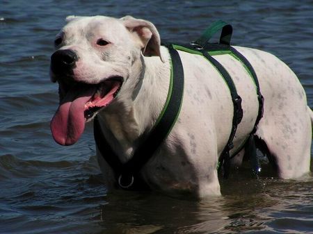 Dogo Argentino Hunde Foto 32985 in höherer Auflösung ansehen Dogo Argentino Schwimmen tut gut