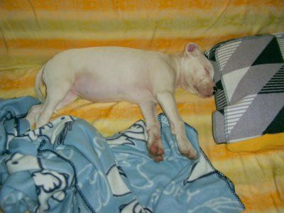 Dogo Argentino