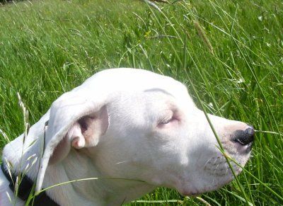 Dogo Argentino schönes Mädchen