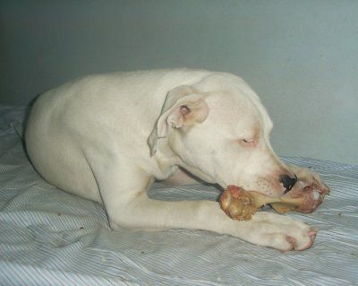 Dogo Argentino Raubtier *gg*