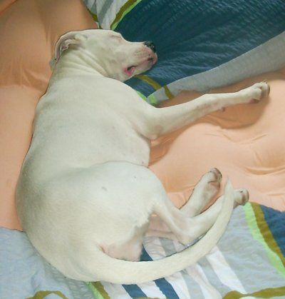 Dogo Argentino