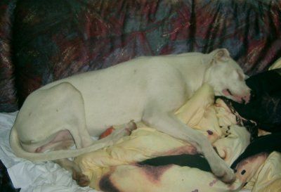 Dogo Argentino