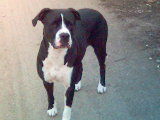 Dogo Argentino Hunde Foto 34876 Dogo Argentino Bleib ja draussen,sonst ...