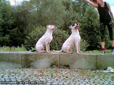 Dogo Argentino Hunde Foto 23657 in höherer Auflösung ansehen Dogo Argentino jochen&wallace(wenn der vater mit dem sohne)