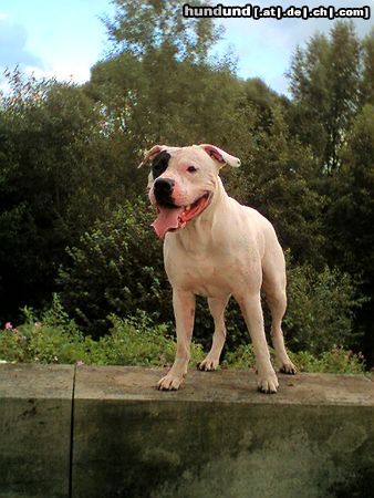Dogo Argentino Hunde Foto 23656 in höherer Auflösung ansehen Dogo Argentino jochen,vater von wallace