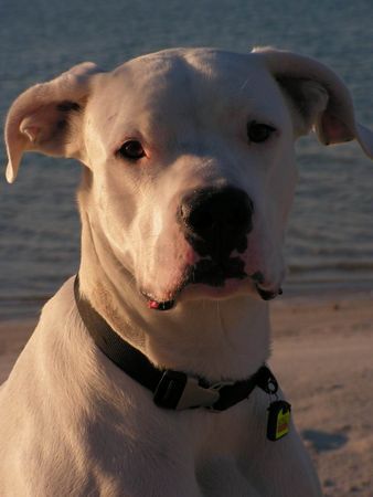 Dogo Argentino Hunde Foto 29641 Dogo Argentino Portrait in der Sonne