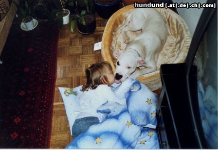 Dogo Argentino Hunde Foto 26389 in höherer Auflösung ansehen Dogo Argentino Das ist Tequila,ein super Familienhund