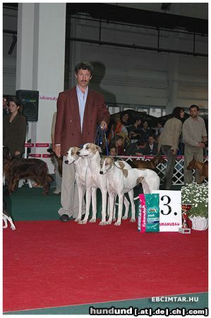 Dogo Argentino Hunde Foto 15634 Dogo Argentino Zuchtgruppe :Dévaj