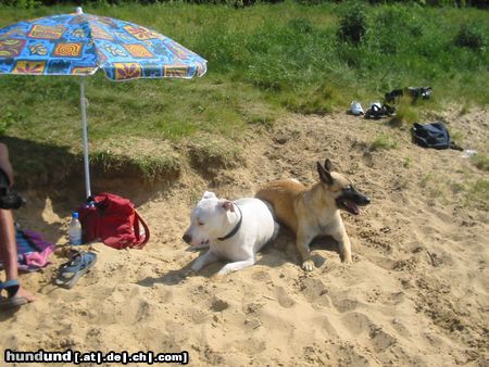 Dogo Argentino Hunde Foto 3967 Dogo Argentino jenny und leila am strand