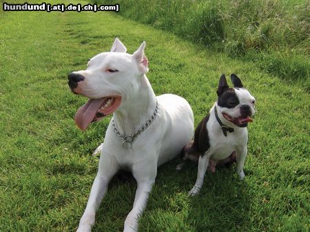 Dogo Argentino Hunde Foto 23499 Dogo Argentino Venga und Sparky