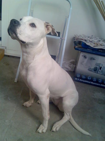 Dogo Argentino