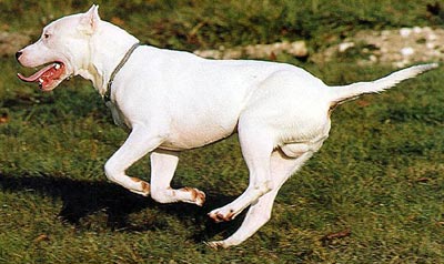 Dogo Argentino Hunde Foto 40 Dogo Argentino