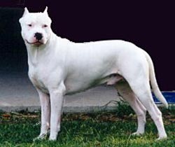 Dogo Argentino Hunde Foto 78 Dogo Argentino