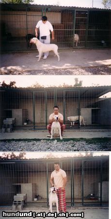 Dogo Argentino Hunde Foto 17183 Dogo Argentino THE BEST DOG FROM ARGENTINA