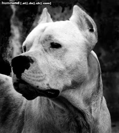 Dogo Argentino Hunde Foto 16972 Dogo Argentino NIX