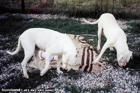 Dogo Argentino Hunde Foto 17184 Dogo Argentino THE BEST DOG FROM ARGENTINA