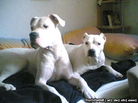 Dogo Argentino Hunde Foto 20777 in höherer Auflösung ansehen Dogo Argentino Die besten Freunde