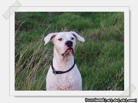 Dogo Argentino coole nase. oder?