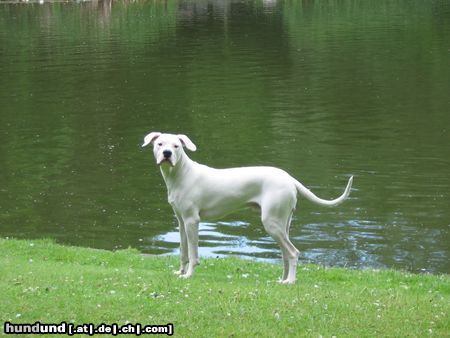 Dogo Argentino Hunde Foto 16934 Dogo Argentino Diego