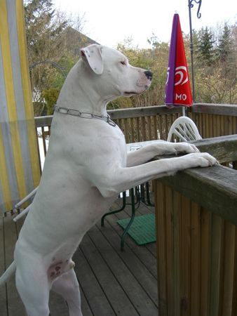 Dogo Argentino diego in graz