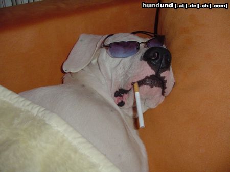 Dogo Argentino Hunde Foto 10178 Dogo Argentino Das war ein harter Tag!