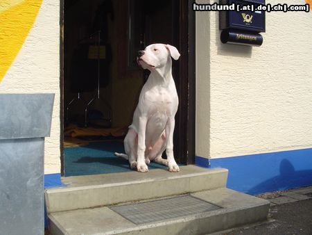 Dogo Argentino Hunde Foto 10760 Dogo Argentino das ist mein Studio!