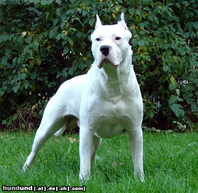 Dogo Argentino Deus aus SCG