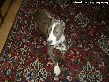 Dogo Argentino Hunde Foto 3181 Dogo Argentino Schon wieder ?